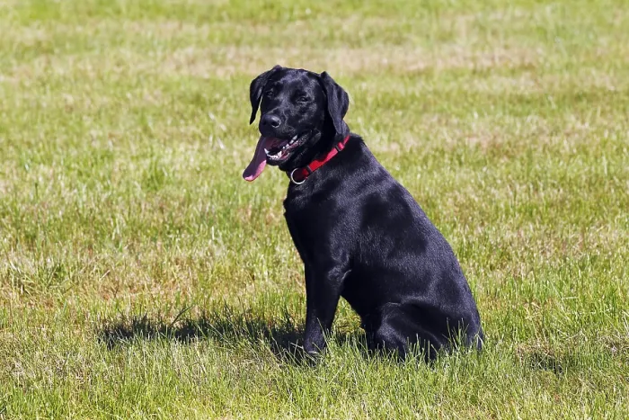 Framed Print : Black Labrador Retriever, young male dog