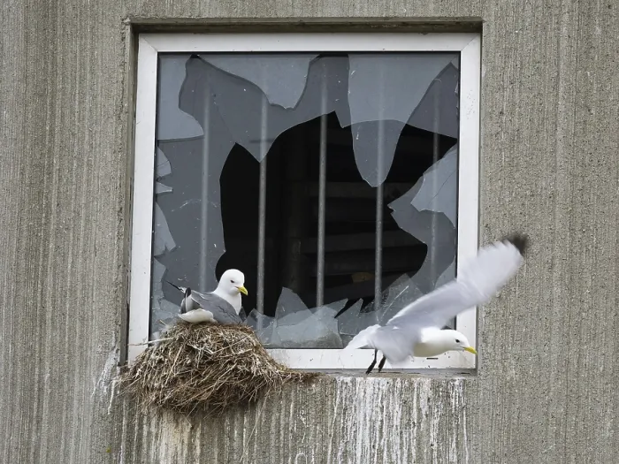 Framed Print : Black-legged kittiwake (Rissa tridactyla) Framed Print : Black-legged kittiwake (Rissa tridactyla)