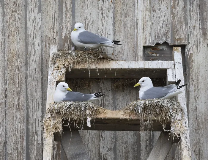 Framed Print : Black-legged kittiwake (Rissa tridactyla)