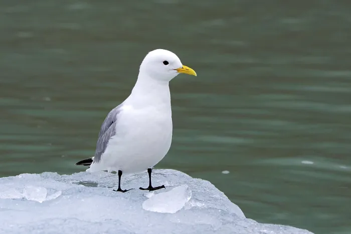 Framed Print : Black-legged kittiwake (Rissa tridactyla) adult in breeding plumage resting on ice floe in the Arctic Ocean in summer