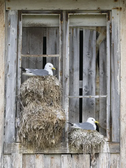 Framed Print : Black-legged kittiwake (Rissa tridactyla)