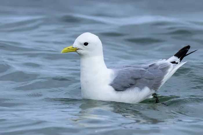 Framed Print : Black-legged Kittiwake, Rissa tridactyla Framed Print : Black-legged Kittiwake, Rissa tridactyla