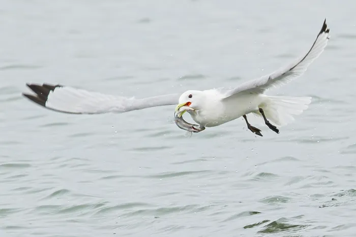 Framed Print : Black-legged Kittiwake (Rissa tridactyla) feeding in the ocean near Nome