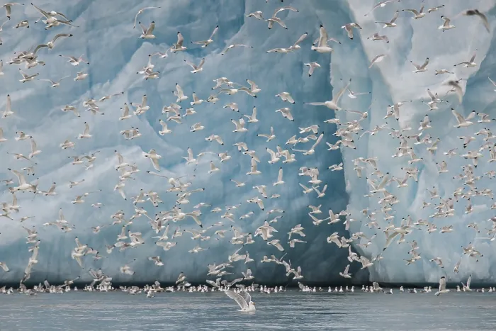 Framed Print : Black-legged kittiwakes (Larus tridactyla) flying in front of glacier wall