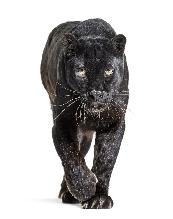 Framed Print : Black leopard, panthera pardus Framed Print : Black leopard, panthera pardus