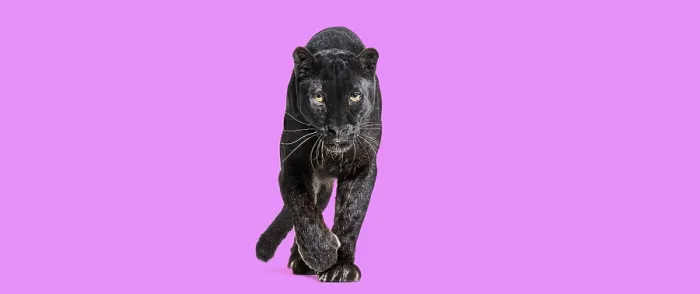 Framed Print : Black leopard walking towards the camera and staring at the camera isolated on pink background