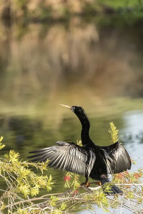 Framed Print : Black male Anhinga anhinga dries is wings and tries to attract a mate in Naples Framed Print : Black male Anhinga anhinga dries is wings and tries to attract a mate in Naples