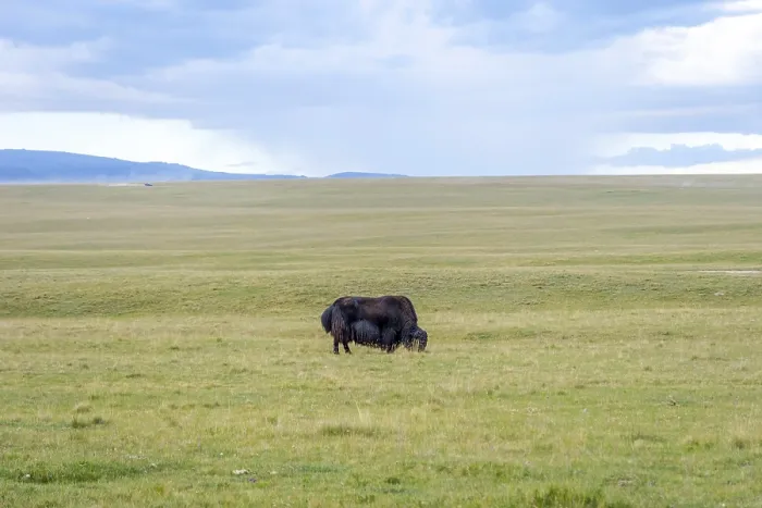 Framed Print : Black male yak in the green meadow, Kyrgyzstan