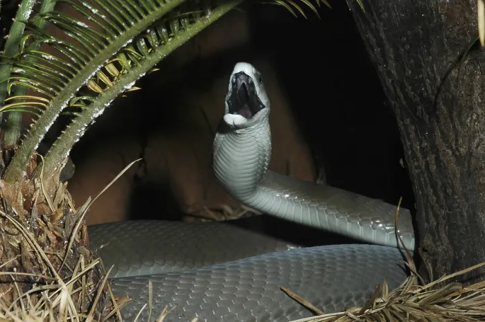 Framed Print : Black mamba (Dendroaspis polylepis)