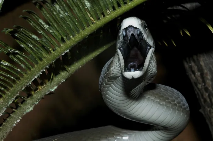 Framed Print : Black mamba (Dendroaspis polylepis)