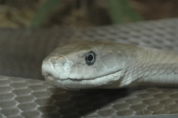 Framed Print : Black mamba (Dendroaspis polylepis)