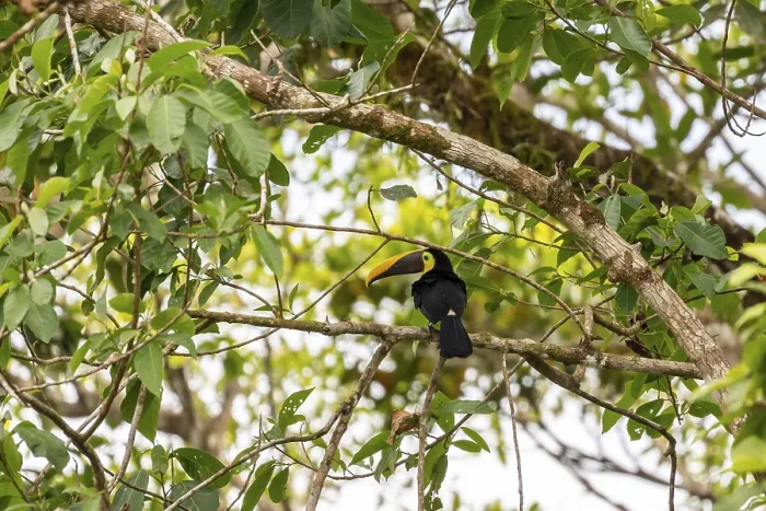 Framed Print : Black-mandibled toucan (Ramphastos ambiguus) sitting on a branch