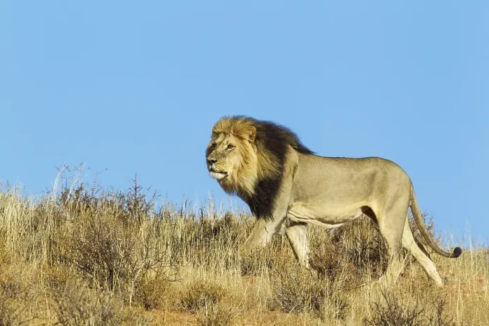 Framed Print : Black-maned Lion (Panthera leo vernayi)