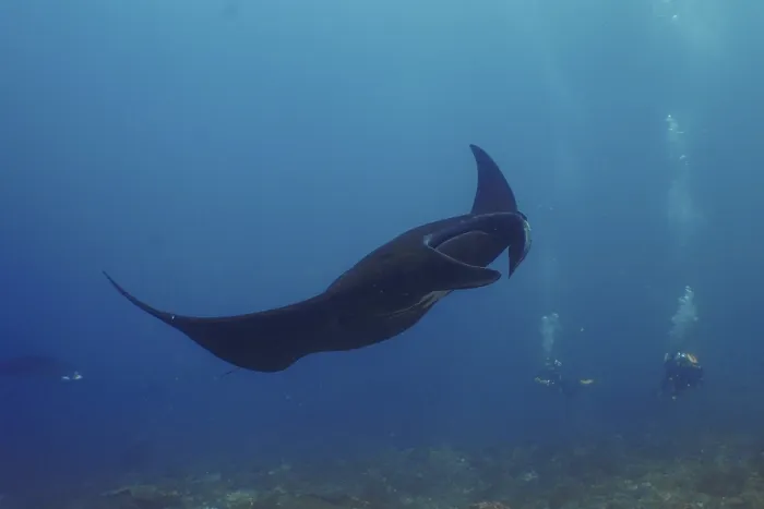 Framed Print : A black manta ray, reef manta (Mobula alfredi)