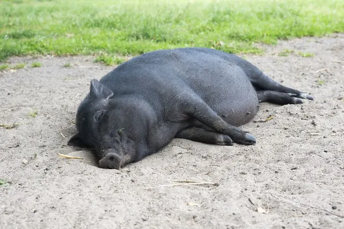 Framed Print : Black mini pig, pot-bellied pig Framed Print : Black mini pig, pot-bellied pig