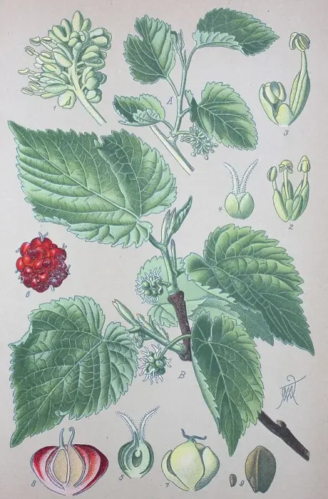 Framed Print : Black mulberry (Morus nigra), historical illustration from 1885