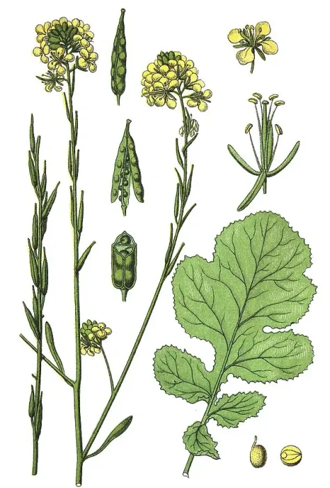 Framed Print : Black mustard (Brassica nigra) Framed Print : Black mustard (Brassica nigra)