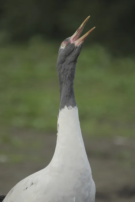 Framed Print : Black-necked Crane (Grus nigricollis) Framed Print : Black-necked Crane (Grus nigricollis)