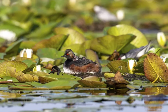 Framed Print : Black-necked Grebe (Podiceps nigricollis) at the nest with young