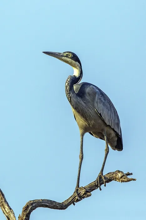 Framed Print : Black-necked Heron (Ardea melanocephala) Framed Print : Black-necked Heron (Ardea melanocephala)