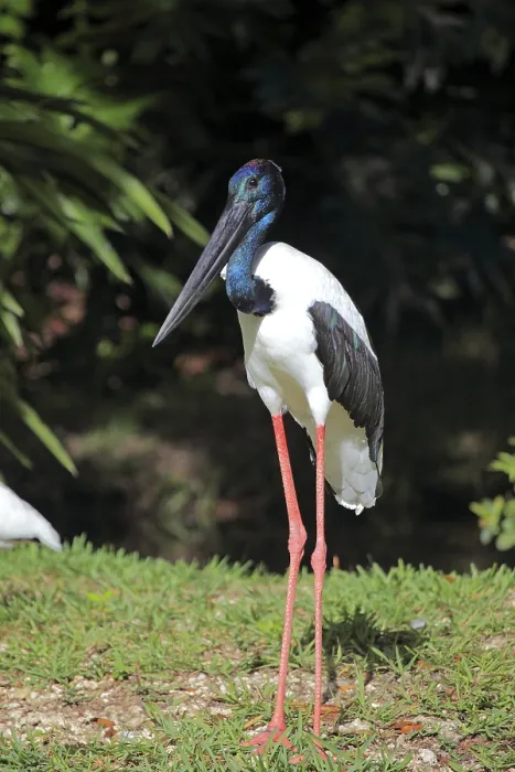 Framed Print : Black-necked Stork (Ephippiorhynchus asiaticus) Framed Print : Black-necked Stork (Ephippiorhynchus asiaticus)