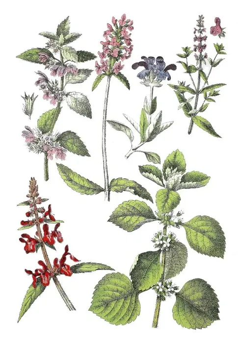 Framed Print : Black nettle, Stinky hawthorn or Black God's forget-me-not Framed Print : Black nettle, Stinky hawthorn or Black God's forget-me-not