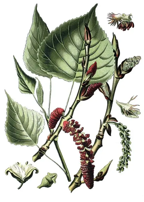 Framed Print : Black poplar (Populus nigra), medicinal plant