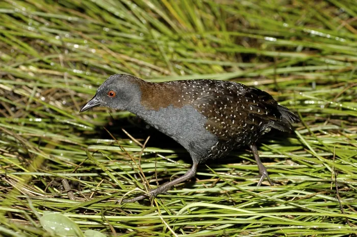 Framed Print : Black Rail (Laterallus jamaicensis) Framed Print : Black Rail (Laterallus jamaicensis)