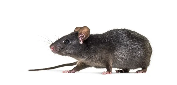 Framed Print : Black rat, Rattus rattus, in front of white background
