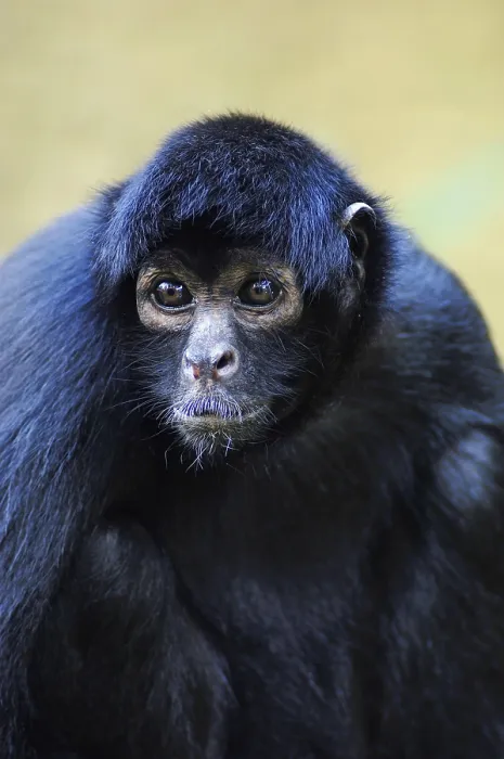 Framed Print : Black red-faced spider monkey (Ateles paniscus)