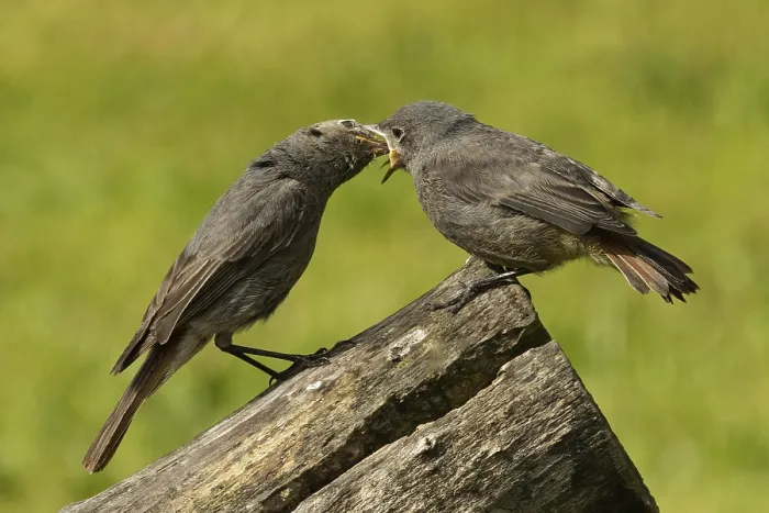 Framed Print : Black redstart adult feeding young bird looking at each other standing on tree trunk