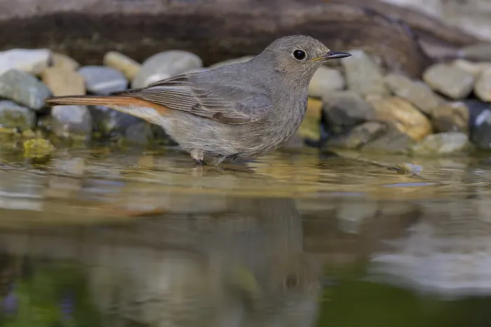 Framed Print : Black redstart (Phoenicurus ochruros)