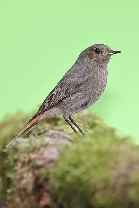 Framed Print : Black redstart (Phoenicurus ochruros) Framed Print : Black redstart (Phoenicurus ochruros)