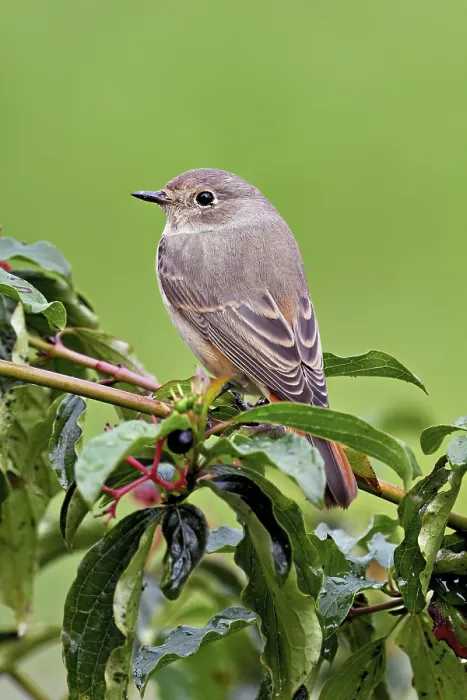 Framed Print : Black redstart (Phoenicurus ochruros)