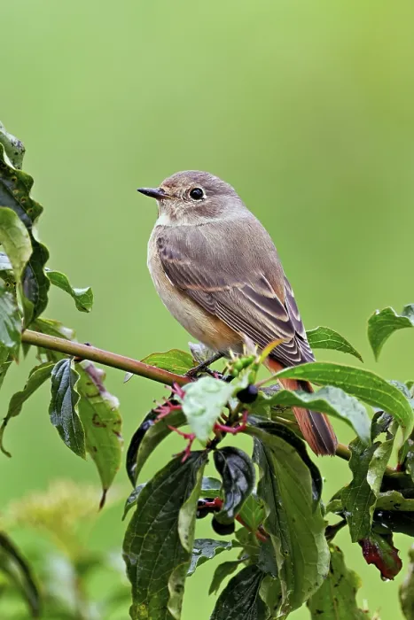Framed Print : Black redstart (Phoenicurus ochruros)