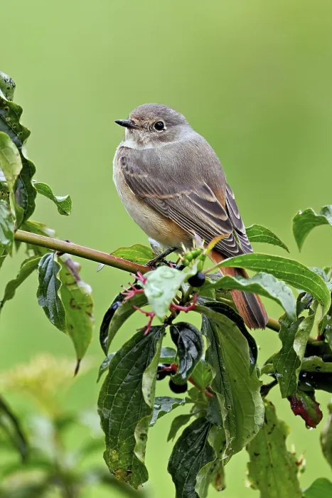 Framed Print : Black redstart (Phoenicurus ochruros) Framed Print : Black redstart (Phoenicurus ochruros)