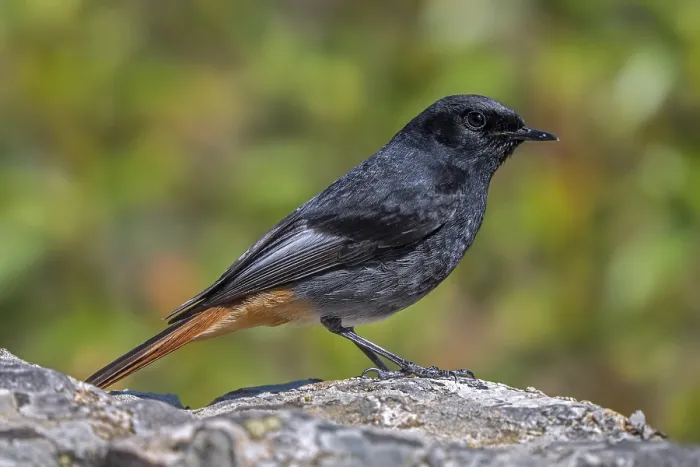 Framed Print : Black redstart (Phoenicurus ochruros aterrimus) adult male perched on rock in spring