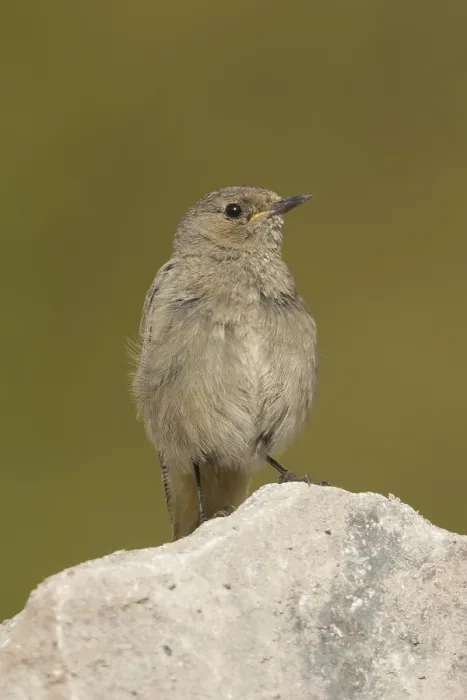 Framed Print : Black Redstart (Phoenicurus ochruros) juvenile Framed Print : Black Redstart (Phoenicurus ochruros) juvenile