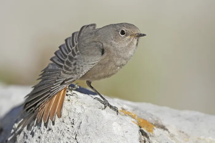 Framed Print : Black Redstart (Phoenicurus ochruros) juvenile