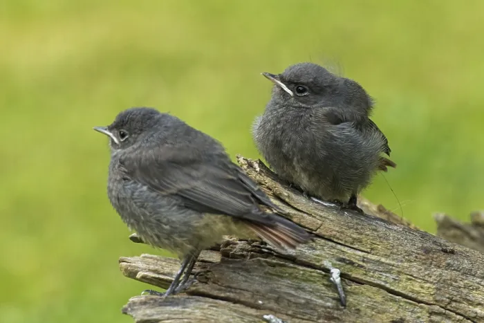 Framed Print : Black redstart two young birds standing side by side looking left on tree trunk
