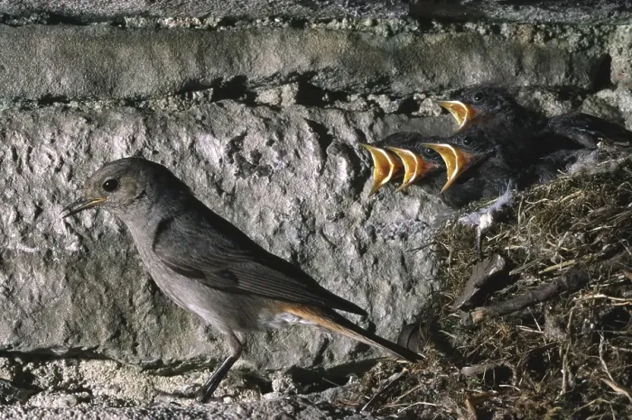 Framed Print : Black Redstarts (Phoenicurus ochruros)
