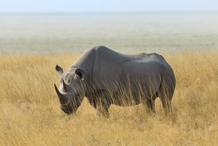Framed Print : Black Rhino (Diceros bicornis) grazing at the edge of the Etosha Pan