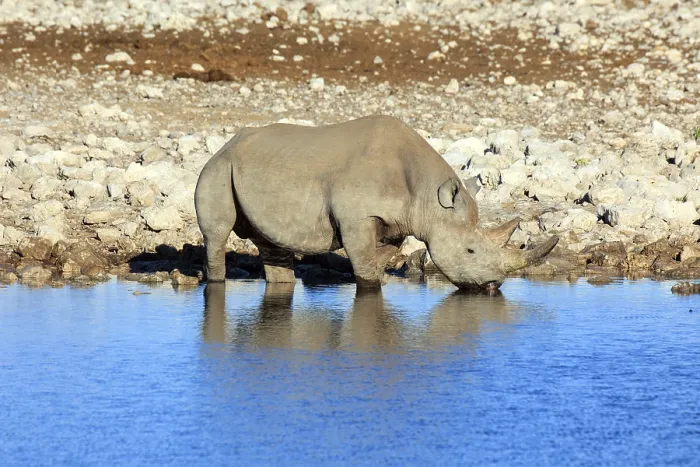 Framed Print : Black rhino drinking in a waterhole