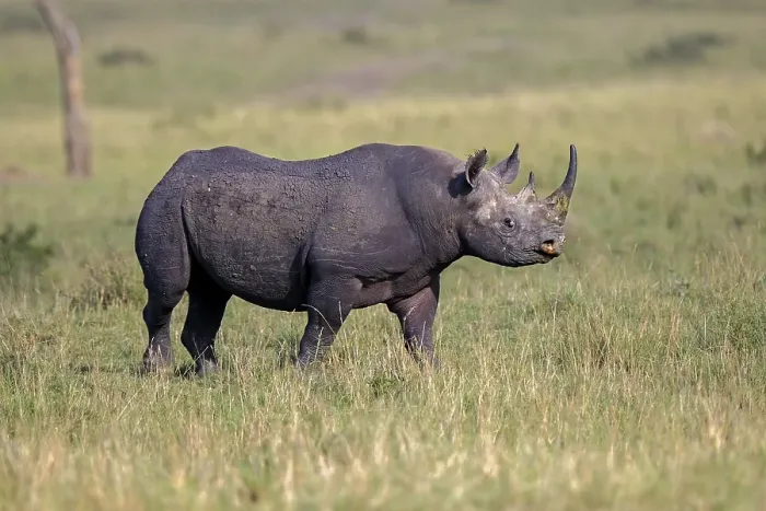 Framed Print : Black rhinoceros (Diceros bicornis) Framed Print : Black rhinoceros (Diceros bicornis)
