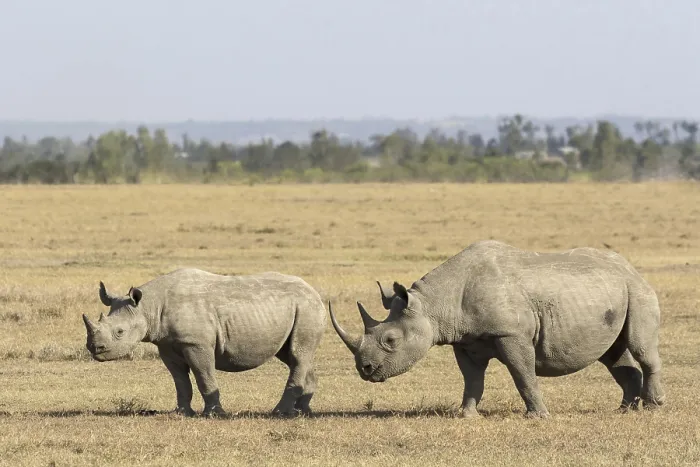 Framed Print : Black Rhinoceros (Diceros bicornis)