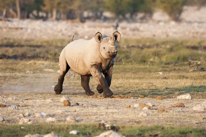 Framed Print : Black Rhinoceros (Diceros bicornis)
