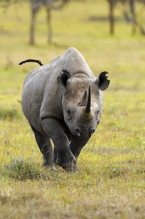 Framed Print : Black Rhinoceros (Diceros bicornis) attacking Framed Print : Black Rhinoceros (Diceros bicornis) attacking