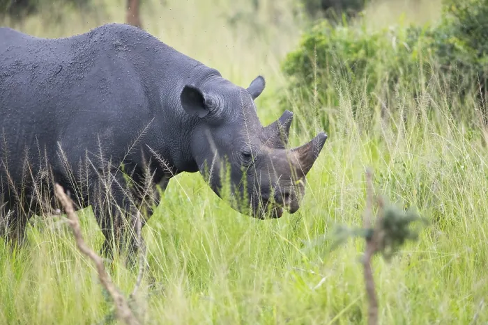 Framed Print : Black rhinoceros (Diceros bicornis) or black rhino in tall grass