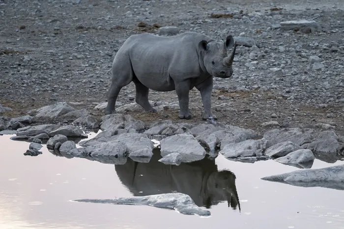 Framed Print : Black rhinoceros (Diceros bicornis) at Halali Waterhole