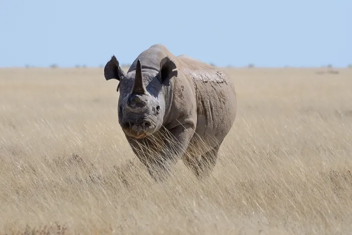Framed Print : Black rhinoceros (Diceros bicornis) with a single horn and torn ears Framed Print : Black rhinoceros (Diceros bicornis) with a single horn and torn ears